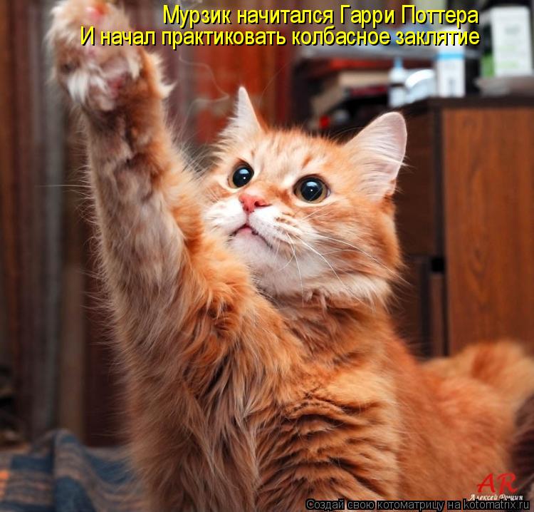Котоматрица: Мурзик начитался Гарри Поттера И начал практиковать колбасное заклятие