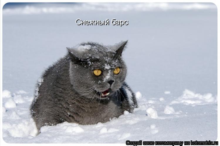 Котоматрица: Снежный барс