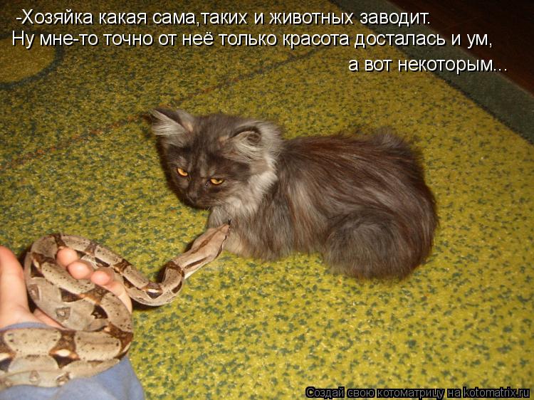 Котоматрица: -Хозяйка какая сама,таких и животных заводит. Ну мне-то точно от неё только красота досталась и ум, а вот некоторым...