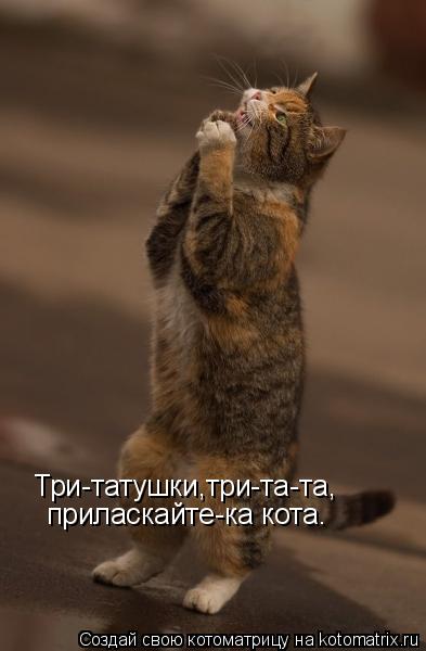 Котоматрица: Три-татушки,три-та-та, приласкайте-ка кота.