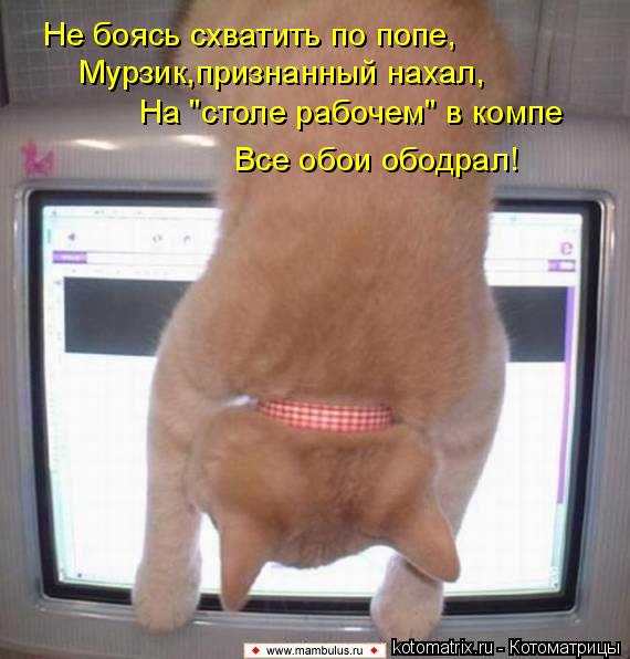 Не боясь схватить по попе, Мурзик,признанный нахал, На "столе рабочем" в компе Все обои ободрал!... Котоматрица: Не боясь схватить по попе, Мурзик,признанный нахал, На "столе рабочем" в компе Все обои ободрал!
