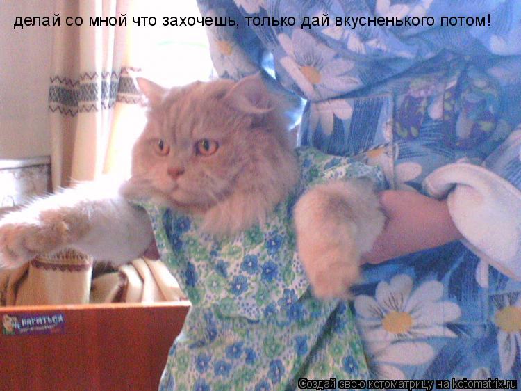 Котоматрица: делай со мной что захочешь, только дай вкусненького потом!