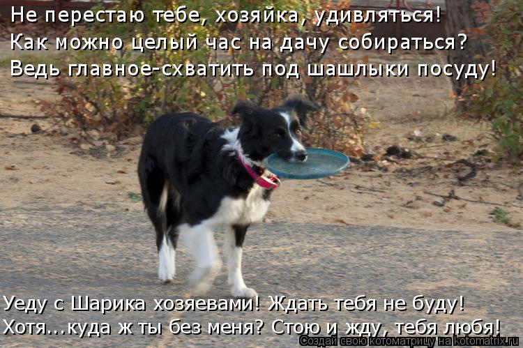 Не перестаю тебе, хозяйка, удивляться! Как можно целый час на дачу собираться? Ведь главное-схватить ... Котоматрица: Не перестаю тебе, хозяйка, удивляться! Как можно целый час на дачу собираться? Ведь главное-схватить под шашлыки посуду! Хотя...куда ж ты без