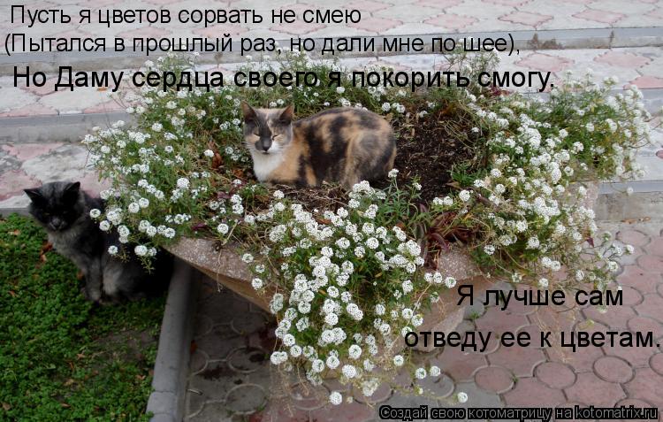 Котоматрица: Пусть я цветов сорвать не смею (Пытался в прошлый раз, но дали мне по шее), Я лучше сам  отведу ее к цветам. Но Даму сердца своего я покорить см