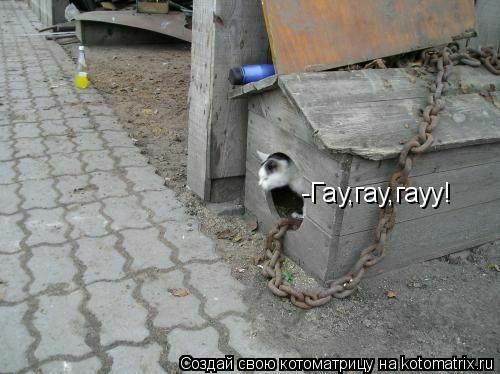 Котоматрица: -Гау,гау,гауу!