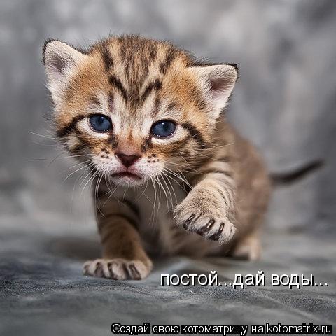 постой...дай воды...... Котоматрица: постой...дай воды...