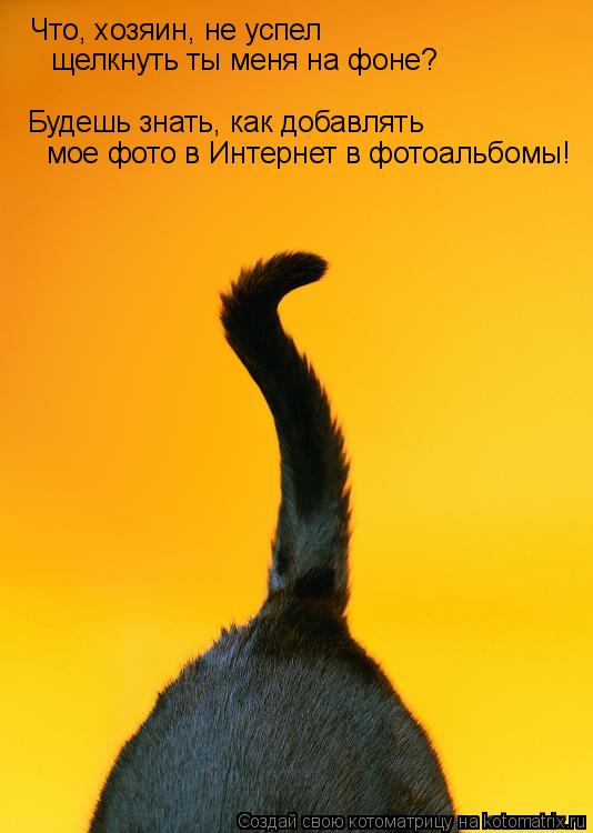 Котоматрица: Что, хозяин, не успел щелкнуть ты меня на фоне? Будешь знать, как добавлять мое фото в Интернет в фотоальбомы!