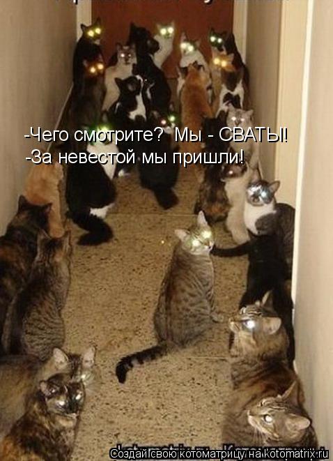 Котоматрица: -Чего смотрите?  Мы - СВАТЫ! -За невестой мы пришли!