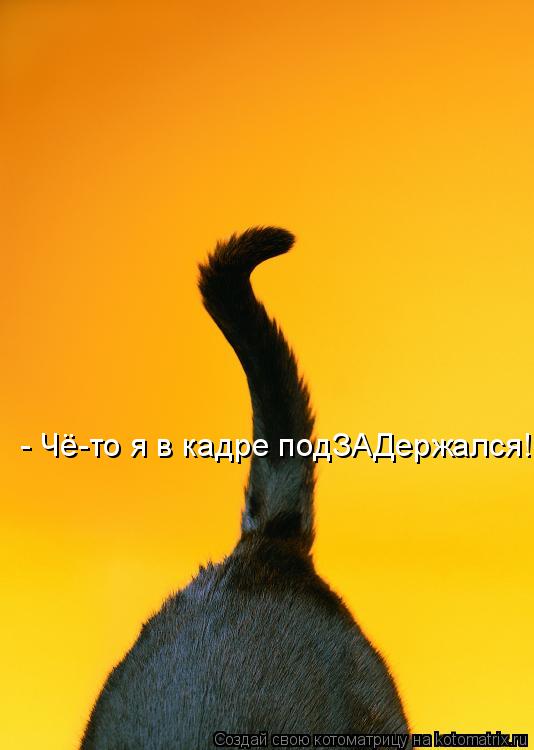 - Чё-то я в кадре подЗАДержался!... Котоматрица: - Чё-то я в кадре подЗАДержался!