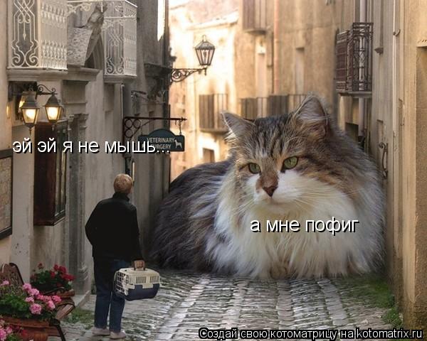 Котоматрица: эй эй я не мышь... а мне пофиг