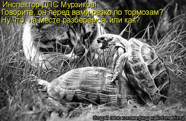Котоматрица: Инспектор ДПС Мурзиков! Говорите, он перед вами резко по тормозам? Ну что, на месте разберемся, или как?