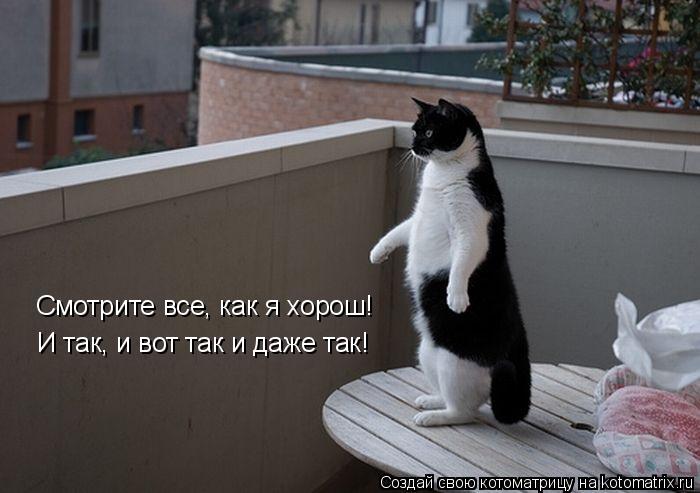 Котоматрица: Смотрите все, как я хорош!  И так, и вот так и даже так!