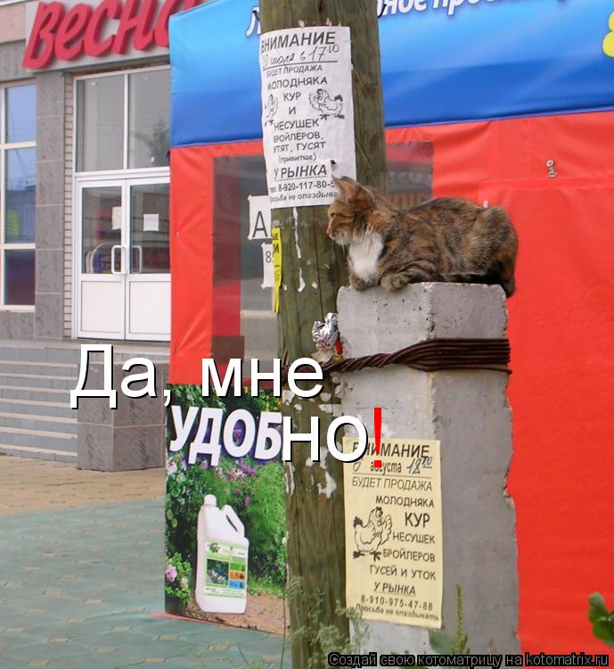 Котоматрица: но ! Да, мне