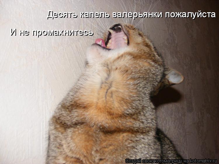 Котоматрица: Десять капель валерьянки пожалуйста Десять капель валерьянки пожалуйста И не промахнитесь И не промахнитесь