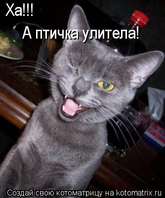 Котоматрица: Ха!!! А птичка улитела!