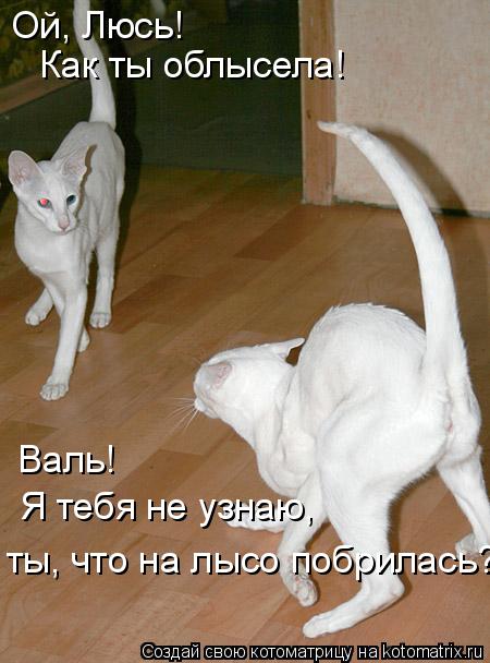 Котоматрица: Ой, Люсь! Как ты облысела! Валь! Я тебя не узнаю, ты, что на лысо побрилась?
