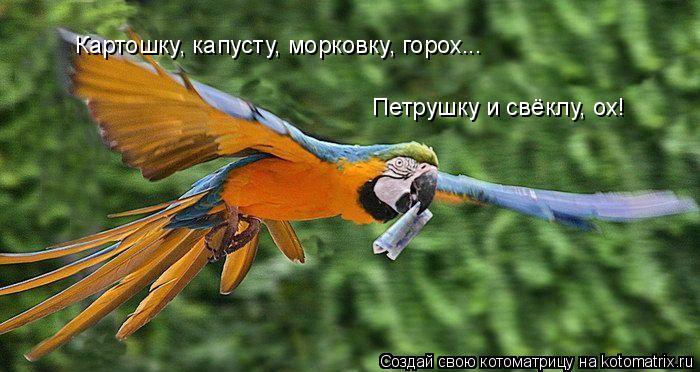 Котоматрица: Картошку, капусту, морковь, горох, петрушку и свёклу, ох! Картошку, капусту, морковку, горох... Петрушку и свёклу, ох!