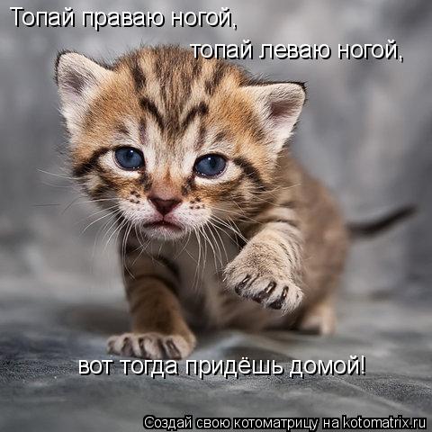 Котоматрица: Топай праваю ногой,  топай леваю ногой,  вот тогда придёшь домой!