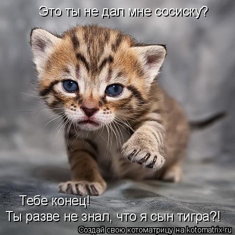Котоматрица: Это ты не дал мне сосиску? Тебе конец! Ты разве не знал, что я сын тигра?!