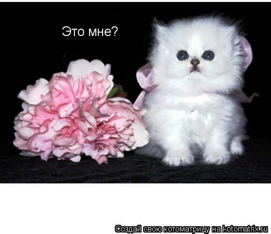 Котоматрица: Это мне?