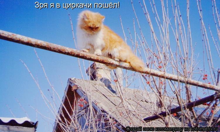 Котоматрица: Зря я в циркачи пошёл!