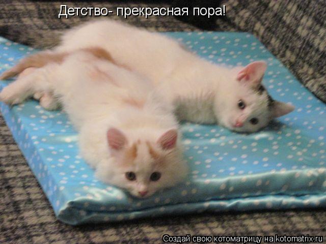 Котоматрица: Детство- прекрасная пора!