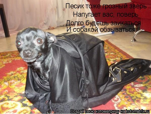 Котоматрица: Песик тоже грозный зверь Напугает вас, поверь Долго будешь заикаться  И собакой обзываться