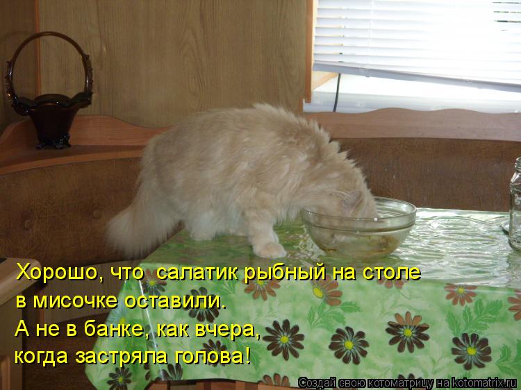 Котоматрица: Хорошо, что  салатик рыбный на столе в мисочке оставили.  А не в банке, как вчера,  когда застряла голова!