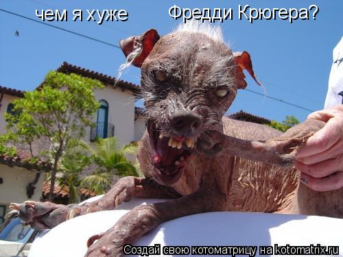 Котоматрица: Фредди Крюгера? чем я хуже