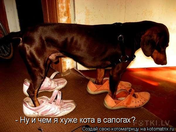 Котоматрица: - Ну и чем я хуже кота в сапогах?