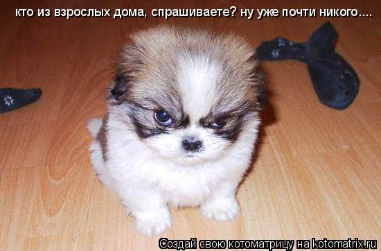Котоматрица: кто из взрослых дома, спрашиваете? ну уже почти никого....