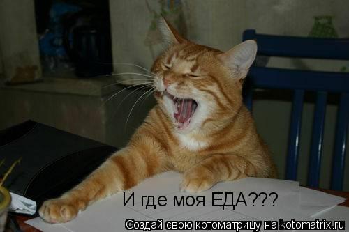 И где моя ЕДА???... Котоматрица: И где моя ЕДА???