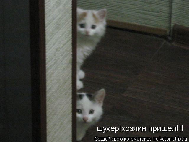 Котоматрица: шухер!хозяин пришёл!!!