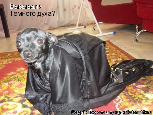 Котоматрица: Вызывали Тёмного духа?