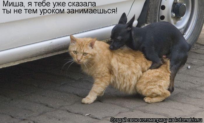 Котоматрица: Миша, я тебе уже сказала ты не тем уроком занимаешься!