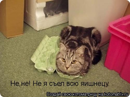 Котоматрица: Не,не! Не я съел всю яишнецу.