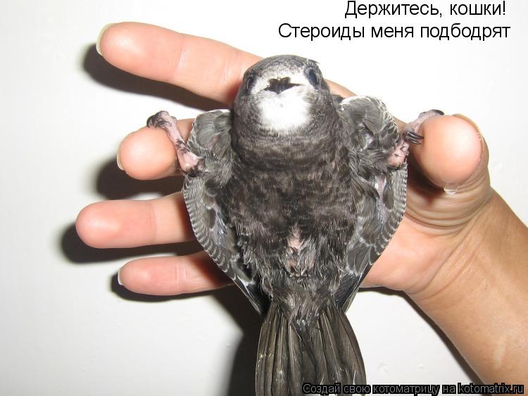 Котоматрица: Держитесь, кошки! Стероиды меня подбодрят
