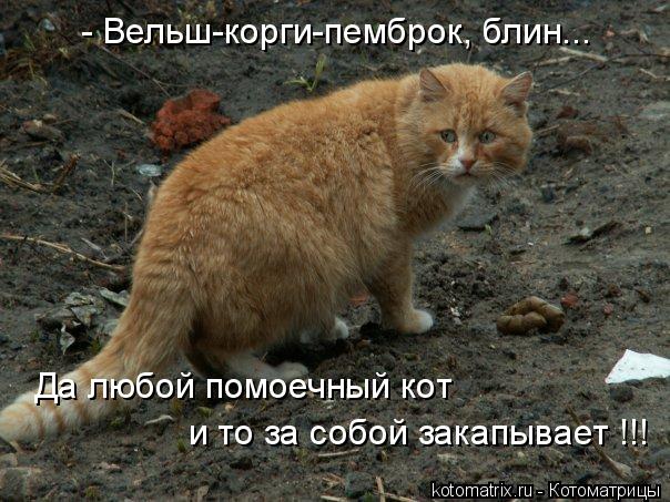 Котоматрица: - Вельш-корги-пемброк, блин... Да любой помоечный кот и то за собой закапывает !!!