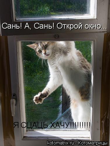 Котоматрица: Сань! А, Сань! Открой окно... Я СЦАЦЬ ХАЧУ!!!!!!!!!