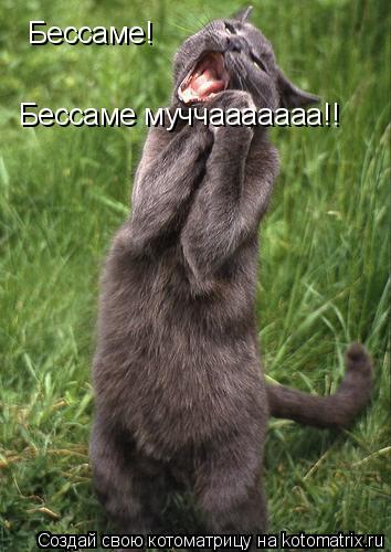 Котоматрица: Бессаме!  Бессаме муччааааааа!!