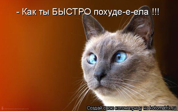 - Как ты БЫСТРО похуде-е-ела !!!... Котоматрица: - Как ты БЫСТРО похуде-е-ела !!!