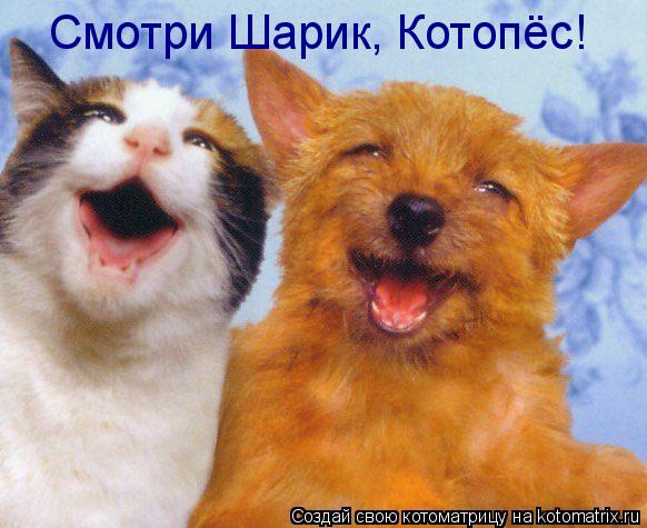 Смотри Шарик, Котопёс!... Котоматрица: Смотри Шарик, Котопёс!