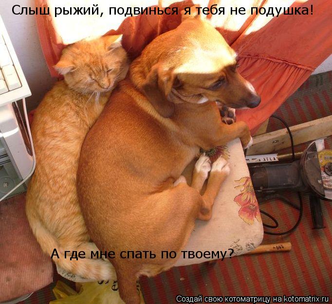 Слыш рыжий, подвинься я тебя не подушка! А где мне спать по твоему?... Котоматрица: Слыш рыжий, подвинься я тебя не подушка! А где мне спать по твоему?