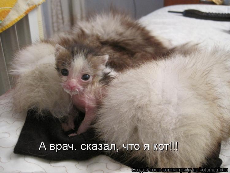 А врач. сказал, что я кот!!!... Котоматрица: А врач. сказал, что я кот!!!