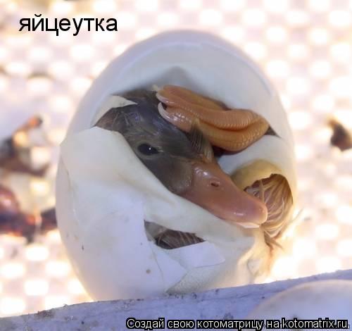 яйцеутка... Котоматрица: яйцеутка