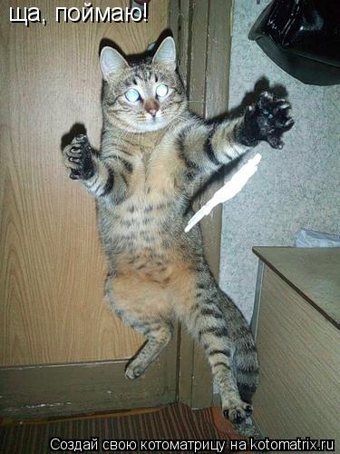 ща, поймаю!... Котоматрица: ща, поймаю!