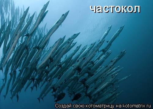 Котоматрица: частокол