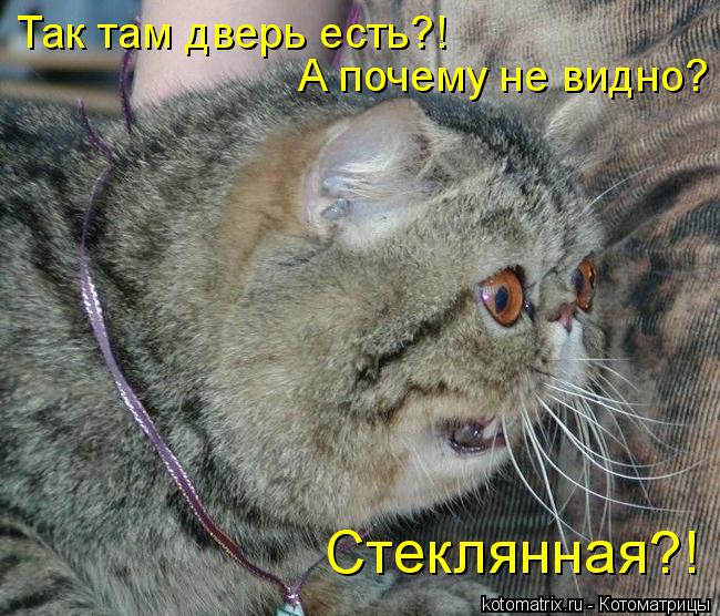 Так там дверь есть?! А почему не видно? Стеклянная?!... Котоматрица: Так там дверь есть?! А почему не видно? Стеклянная?!