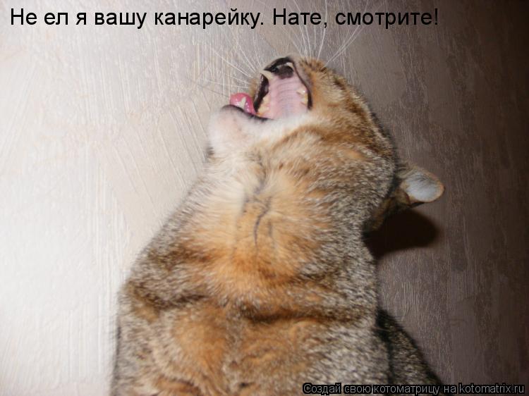 Не ел я вашу канарейку. Нате, смотрите!... Котоматрица: Не ел я вашу канарейку. Нате, смотрите!
