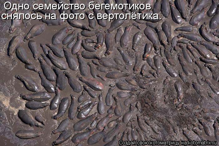 Одно семейство бегемотиков снялось на фото с вертолётика.... Котоматрица: Одно семейство бегемотиков снялось на фото с вертолётика.